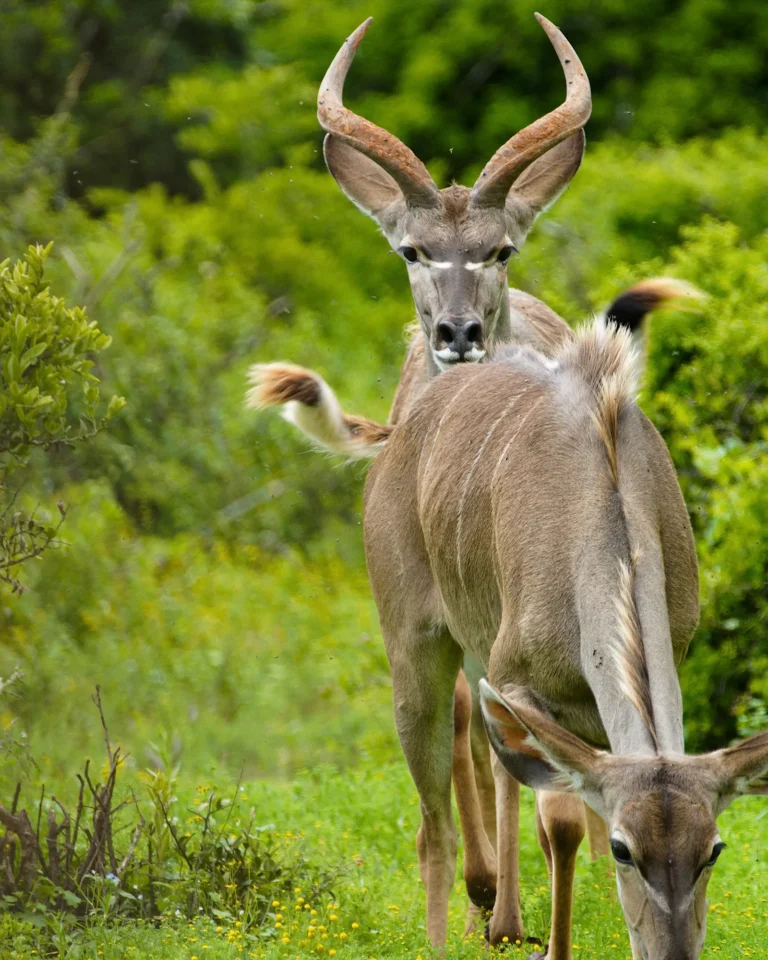 A male kudu following a female during rutting season in the green savannah of Addo Park.