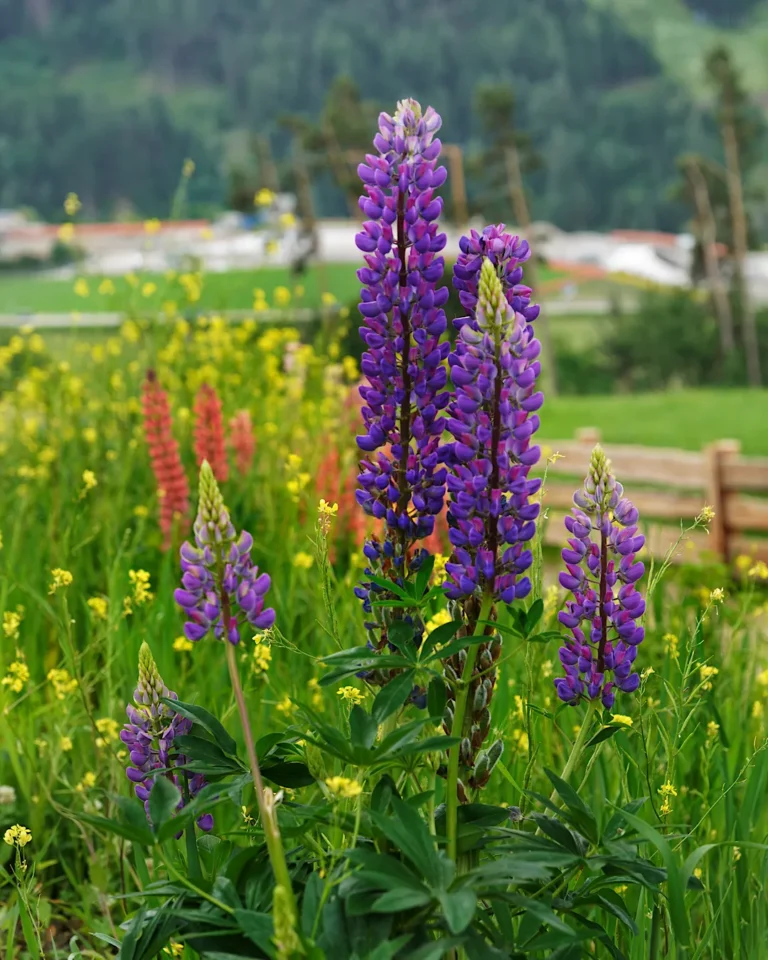 Kräftig lila Lupinen blühen auf einer Almwiese in den Alpen.