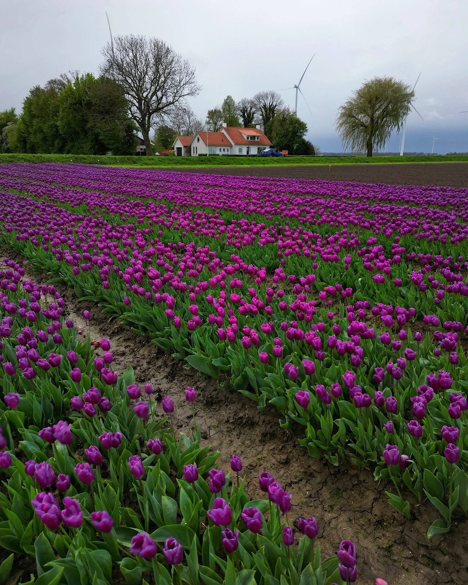 Shot from within a purple tulip field in the Netherlands.