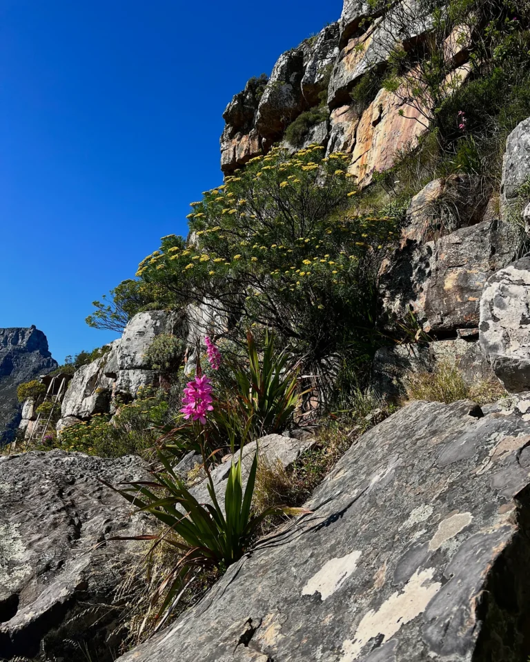 Pink Watsonia flower growing along the hiking trail of Lions Head in Cape Town.