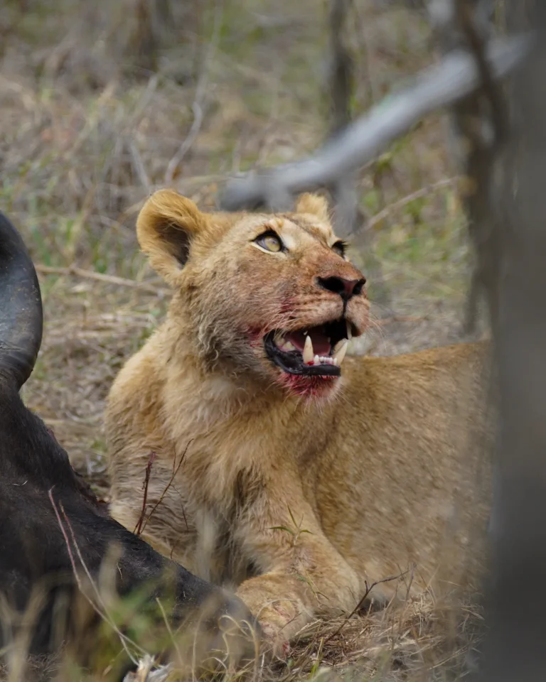 Lioness with a bloody snout sitting next to a killed buffalo in Kruger NP.