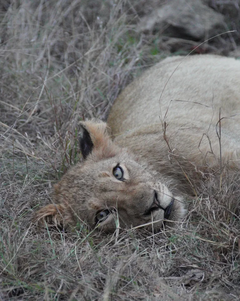 Close-up of a female lion lying relaxed in the savanna after eating.