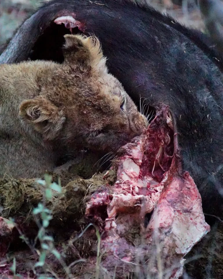 Close-up of a lioness in Kruger National Park eating a killed buffalo.