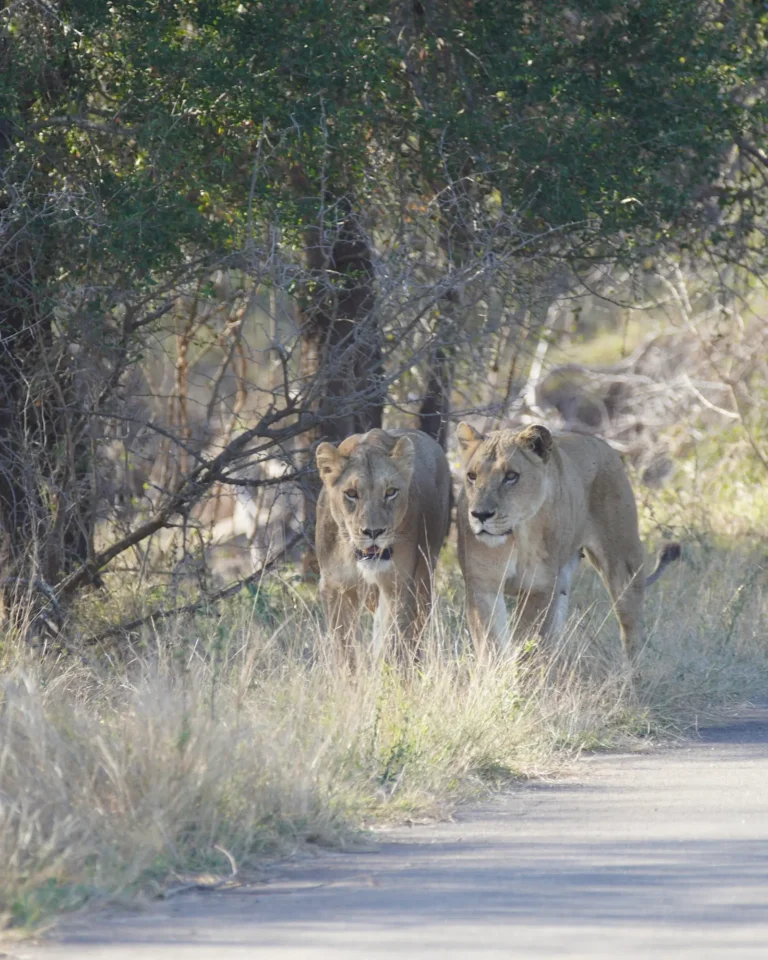 Two lionesses walking along the roadside in Kruger National Park during the day.
