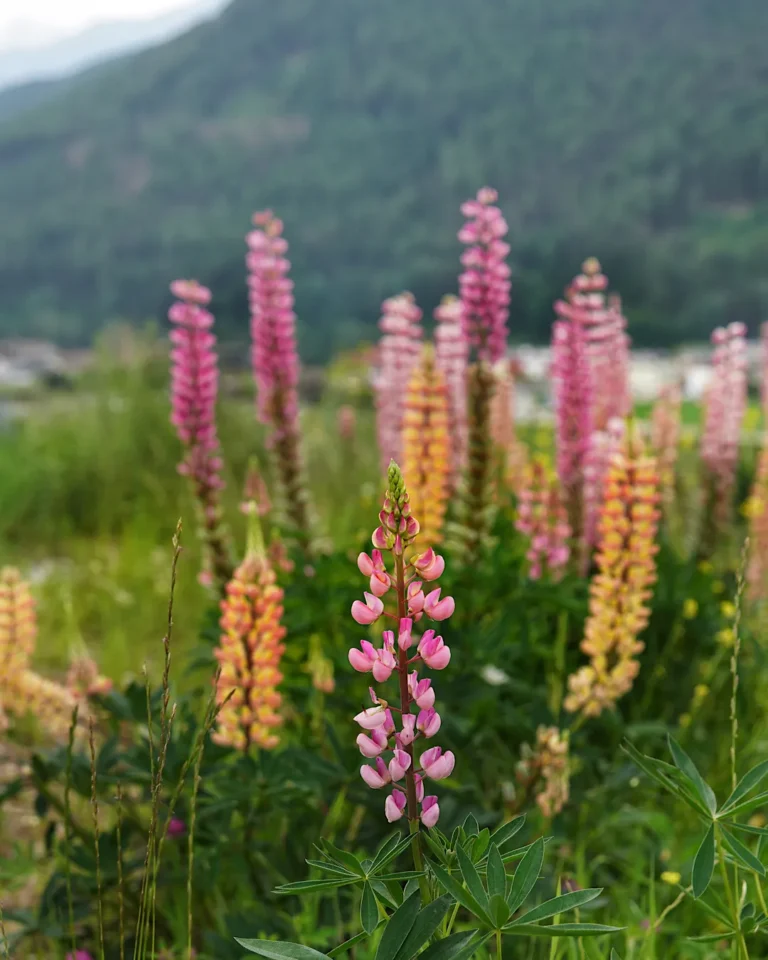 Nahaufnahme von rosa und pinken Lupinen auf einer blühenden Bergwiese in Südtirol.