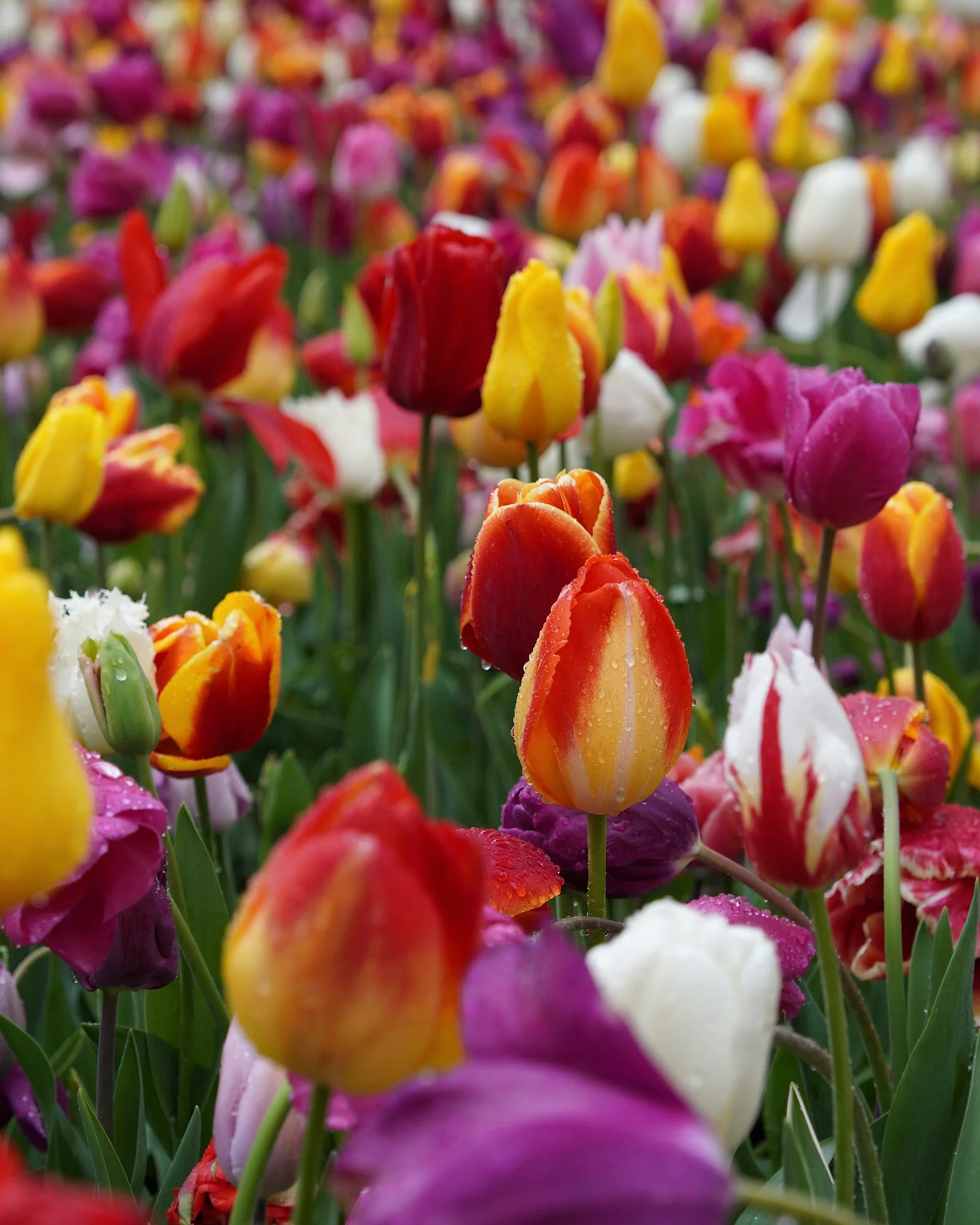 Detailed shot of many colorful tulips in various colors and shapes from Holland.