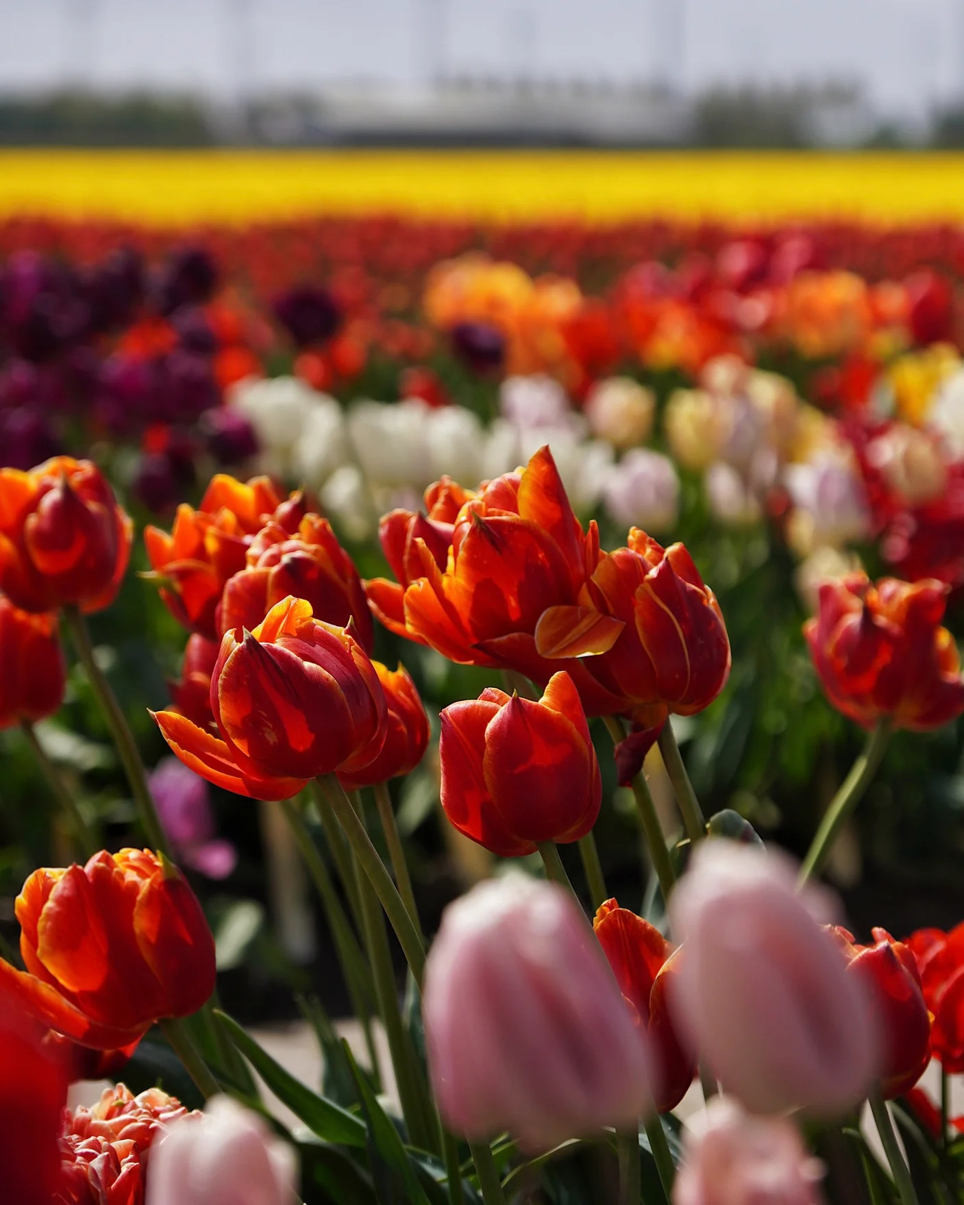 Close-up of large orange tulips with a colorful tulip background.