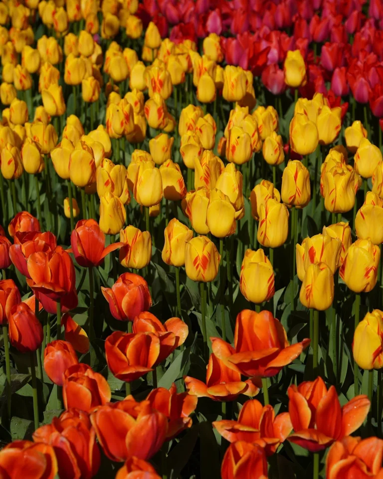 Nahaufnahme von gelben, orangen und roten Tulpen im Keukenhof, Niederlande.