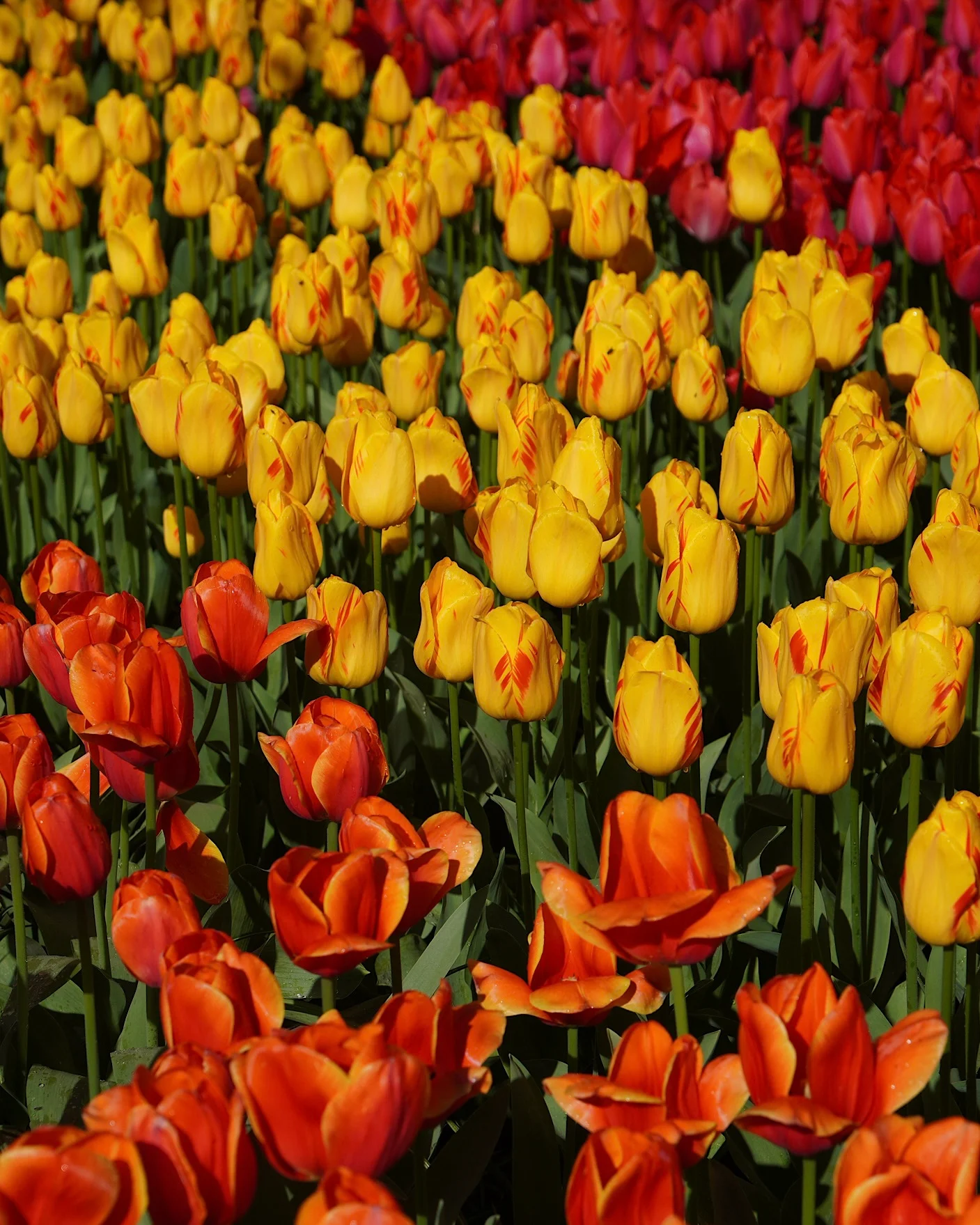 Close-up of yellow, orange, and red tulips at Keukenhof, Netherlands.