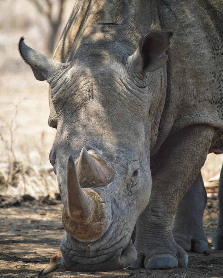 Frontal close-up of a rhinoceros in Kruger National Park.