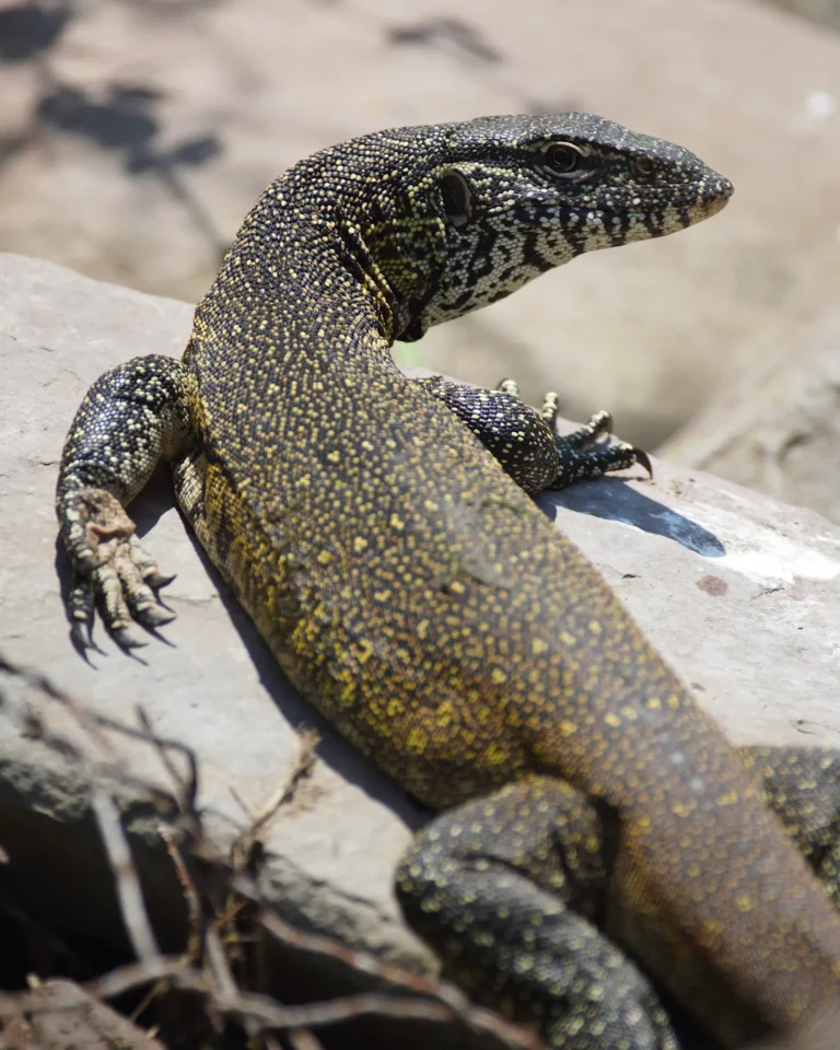 Close-up of a Nile monitor lizard in Kruger National Park.