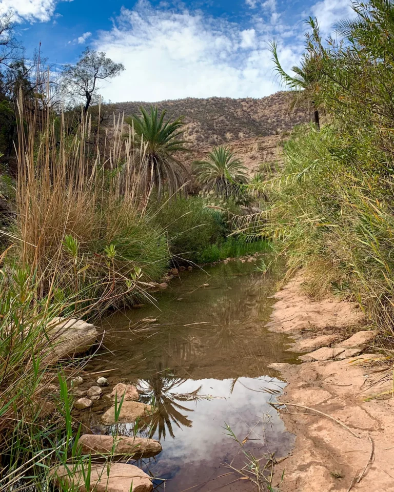 Palm reflections in the clear water at Paradise Valley.