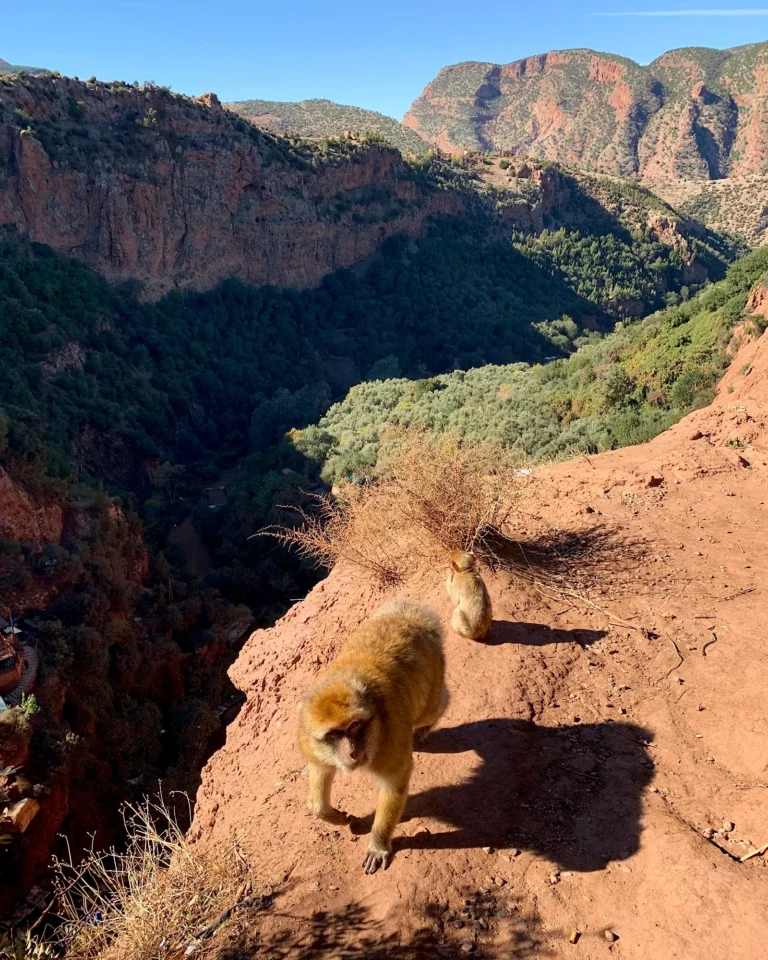 Perspective from above of Ouzoud Waterfalls with monkeys in the mountains.