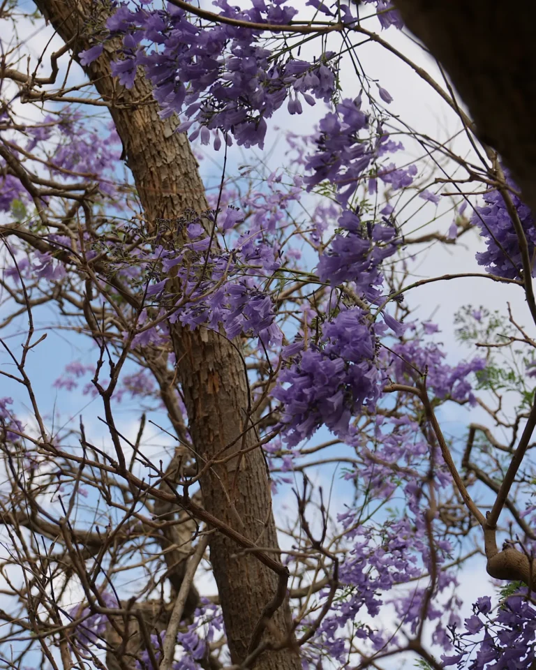 Large Jacaranda tree with iconic purple blossoms in South Africa.