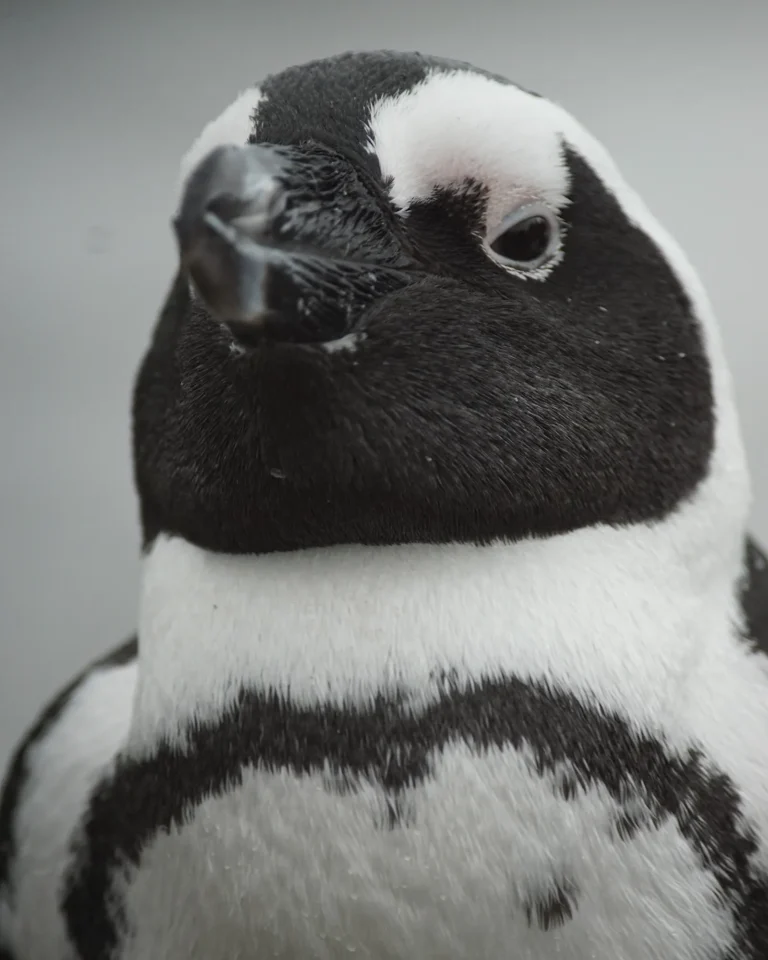 Detailed close-up of a penguin's head at Bettys Bay.