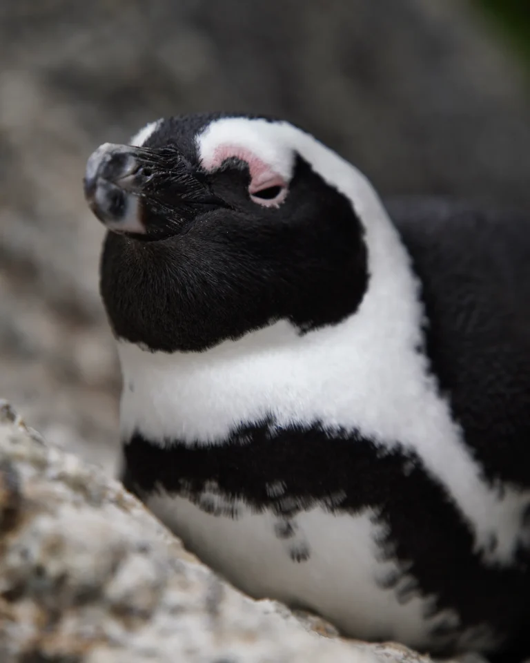 Close-up of an African penguin lying on the sand at Boulders Beach.