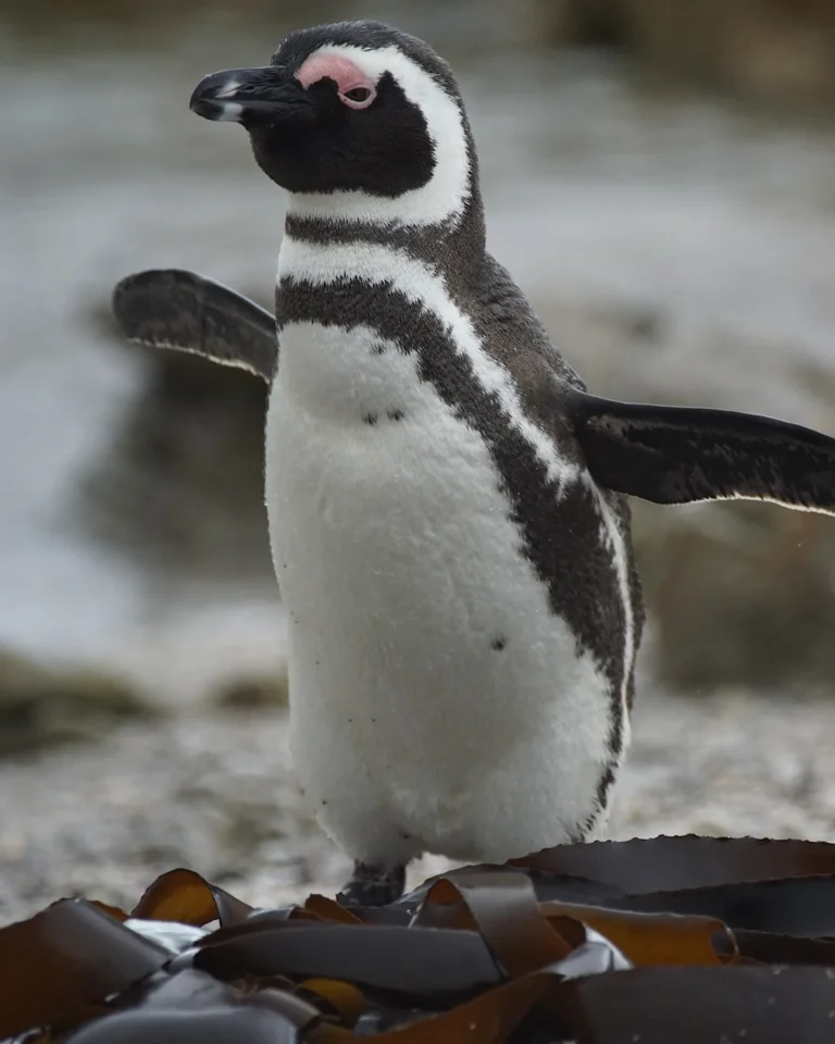 Close-up of a penguin at Bettys Bay standing and stretching its wings.