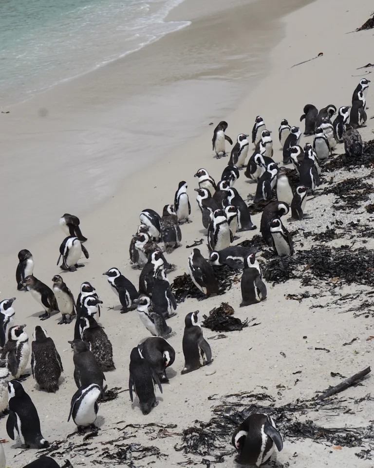 Large colony of African penguins on the sandy shores of Boulders Beach.