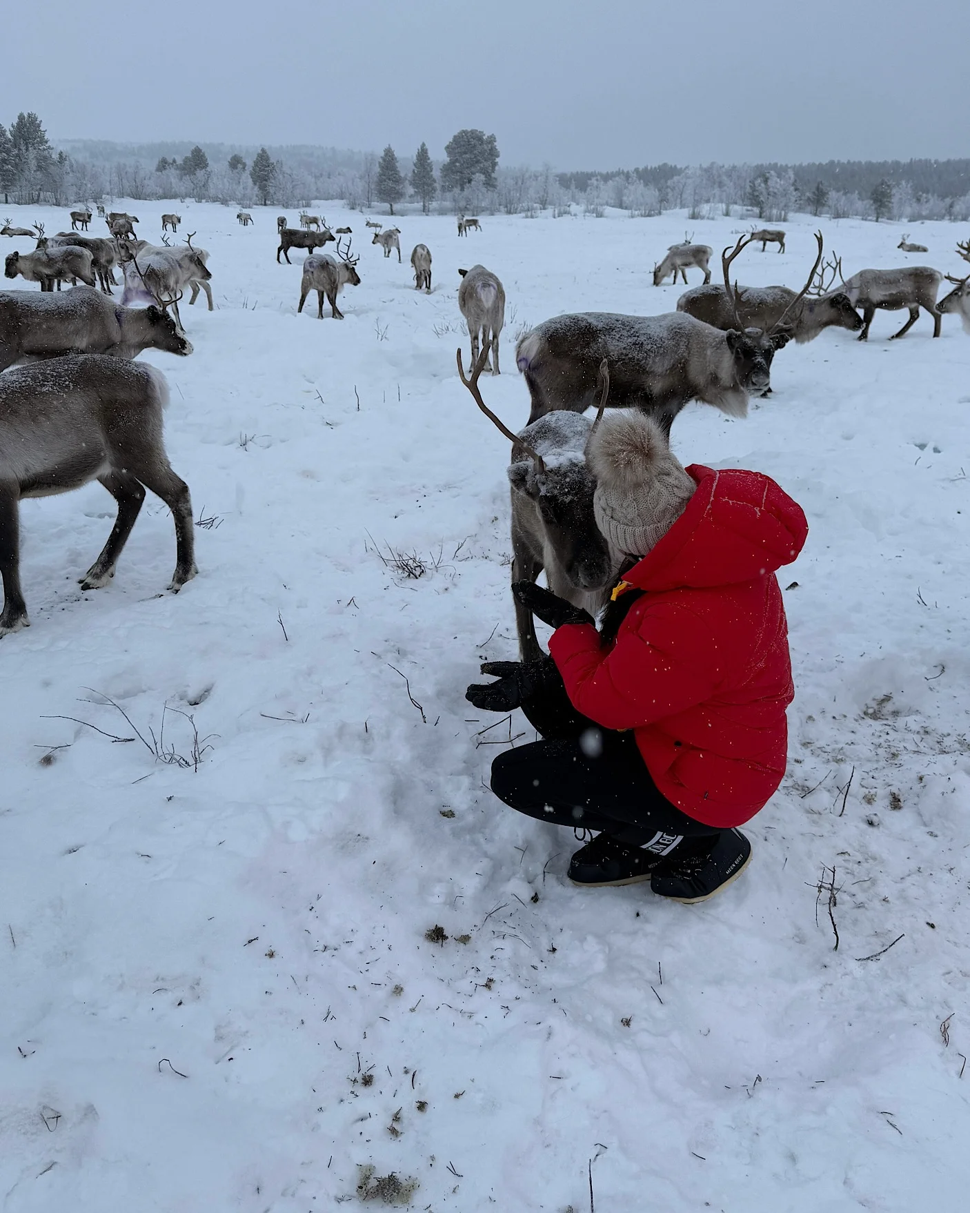 Eine Frau füttert Rentiere im Gatter bei einer Führung durch die samische Kultur.