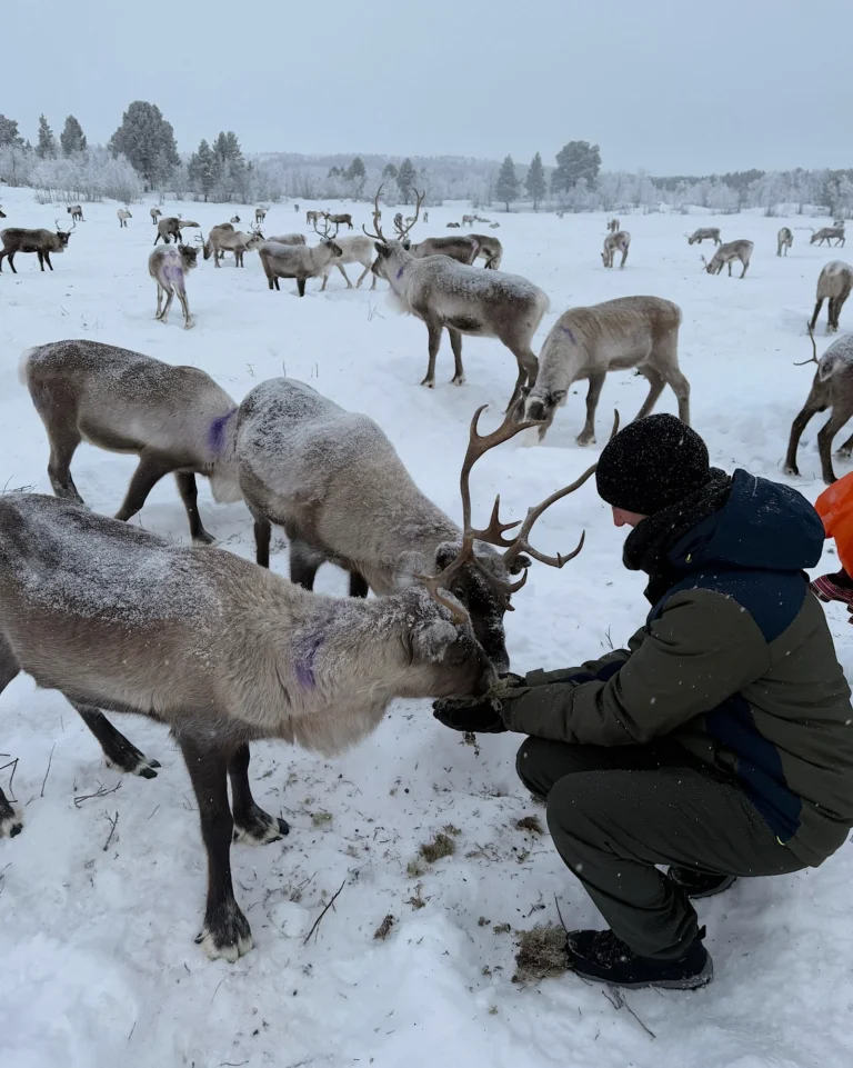A man feeding Sami reindeer in an enclosure during a guided tour.