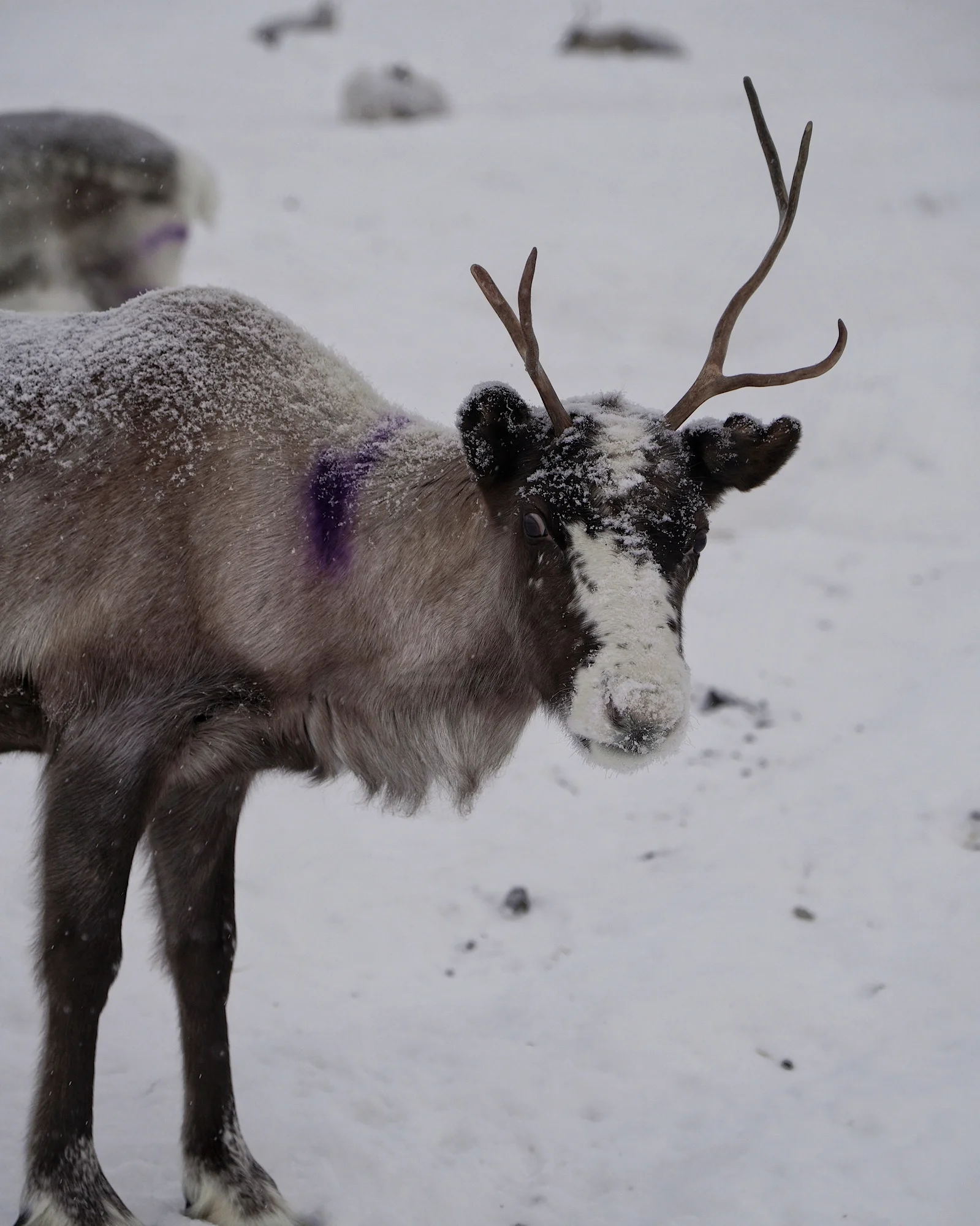 Ein einzelnes Rentier vor einer Herde bei Ketola Reindeer während der Sami Experience.