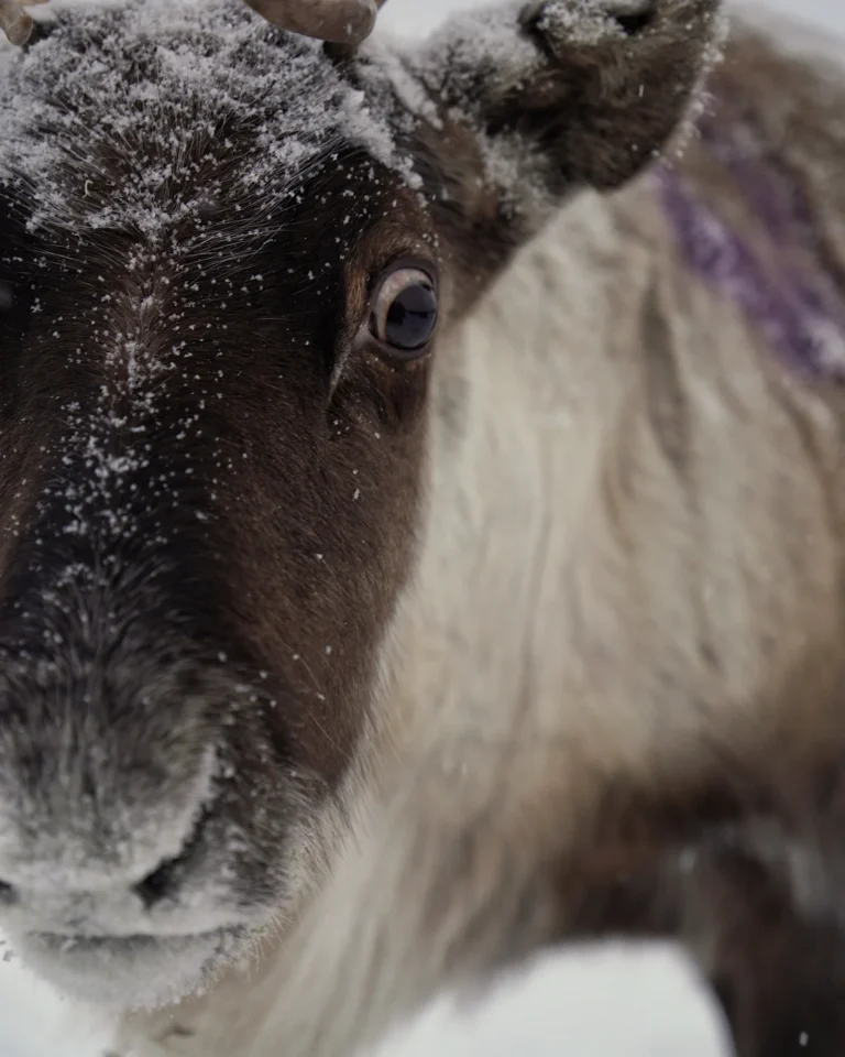 Close-up portrait of a reindeer at Ketola Reindeer in Lapland.