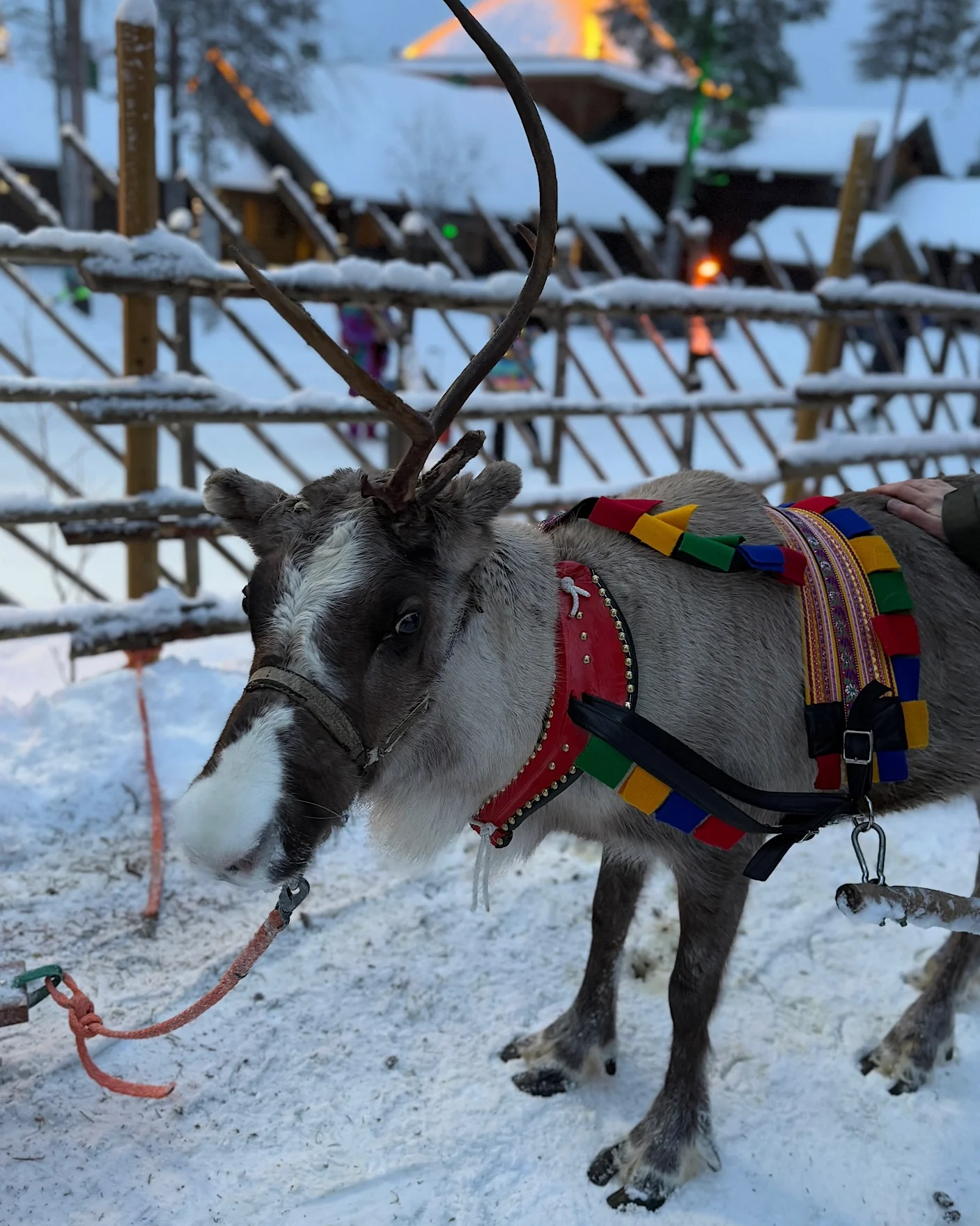 Weihnachtlich geschmücktes Rentier in Rovaniemi am Polarkreis.