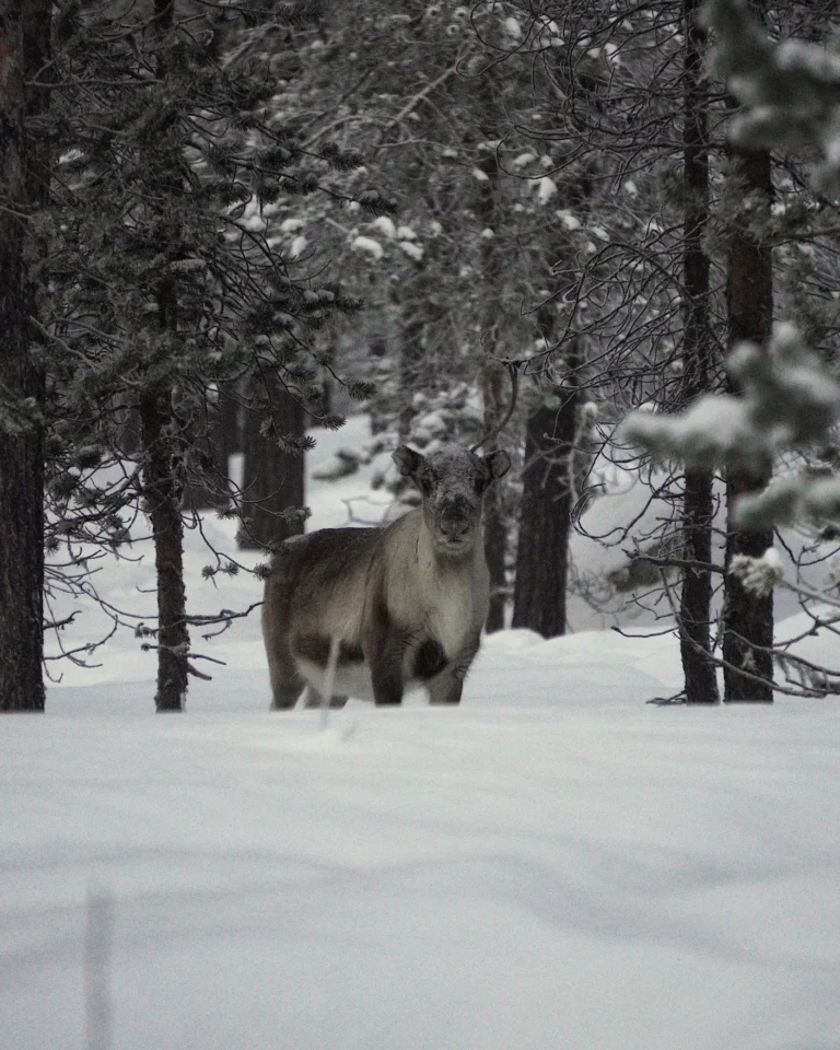 A reindeer standing in a snowy forest in Lapland surrounded by snow-covered pine trees.