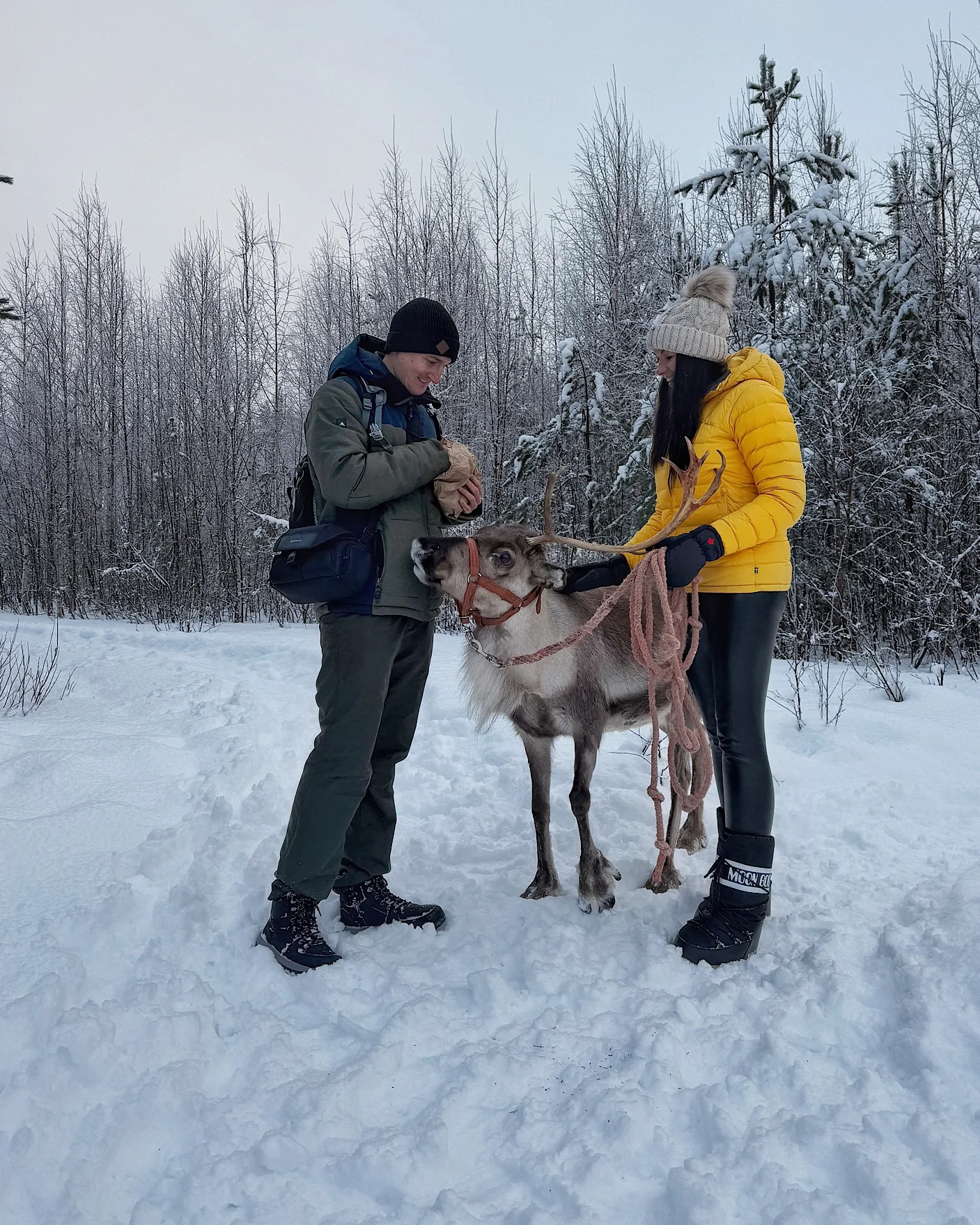Spaziergang mit einem Rentier in Rovaniemi inklusive Fütterung mit Islandsmoos.
