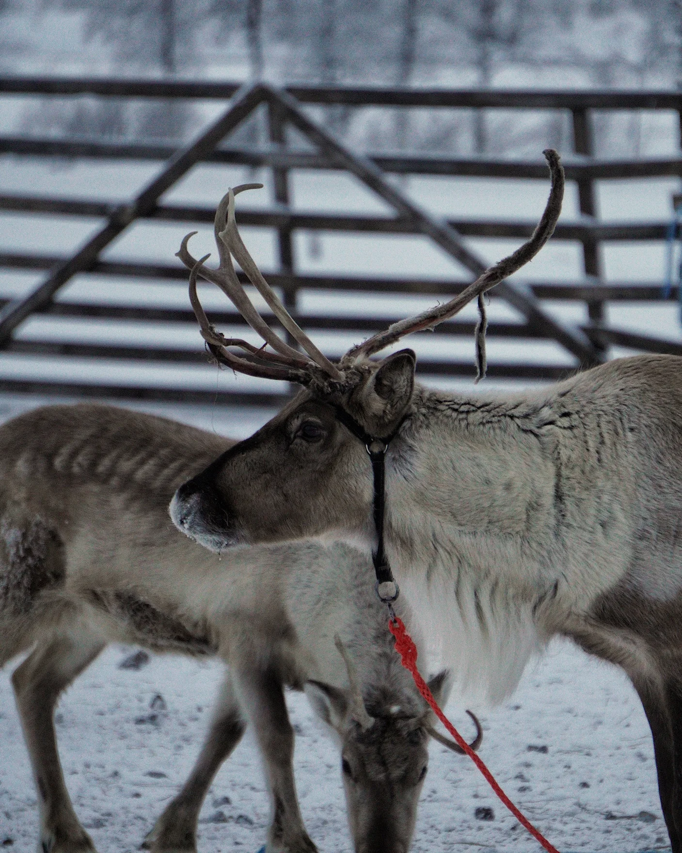 Rentiere in einem Gehege bei Enontekiö in Lappland.