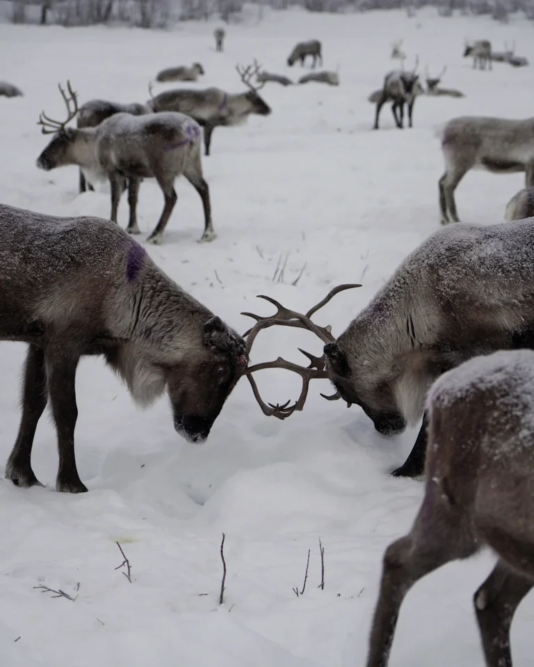 Two reindeer playfully fighting at Ketola Reindeer during the Sami Experience.