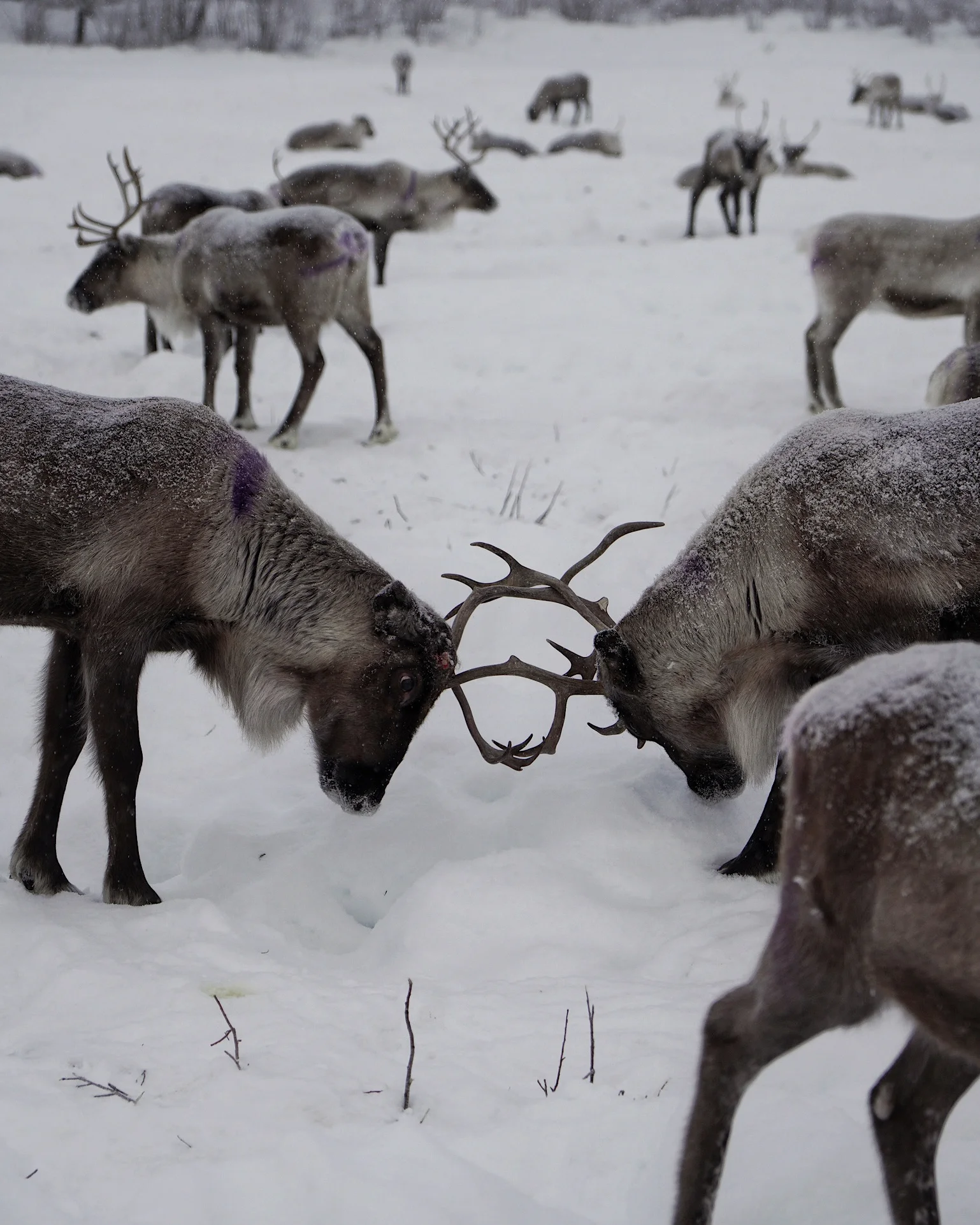 Zwei Rentiere kämpfen spielerisch bei Ketola Reindeer während der Sami Experience.