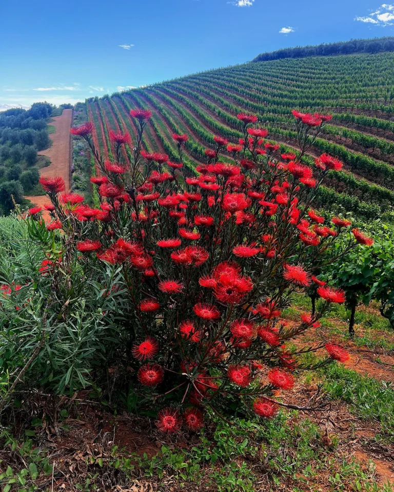 Close-up of a red pincushion flower (Leucospermum) in Stellenbosch.