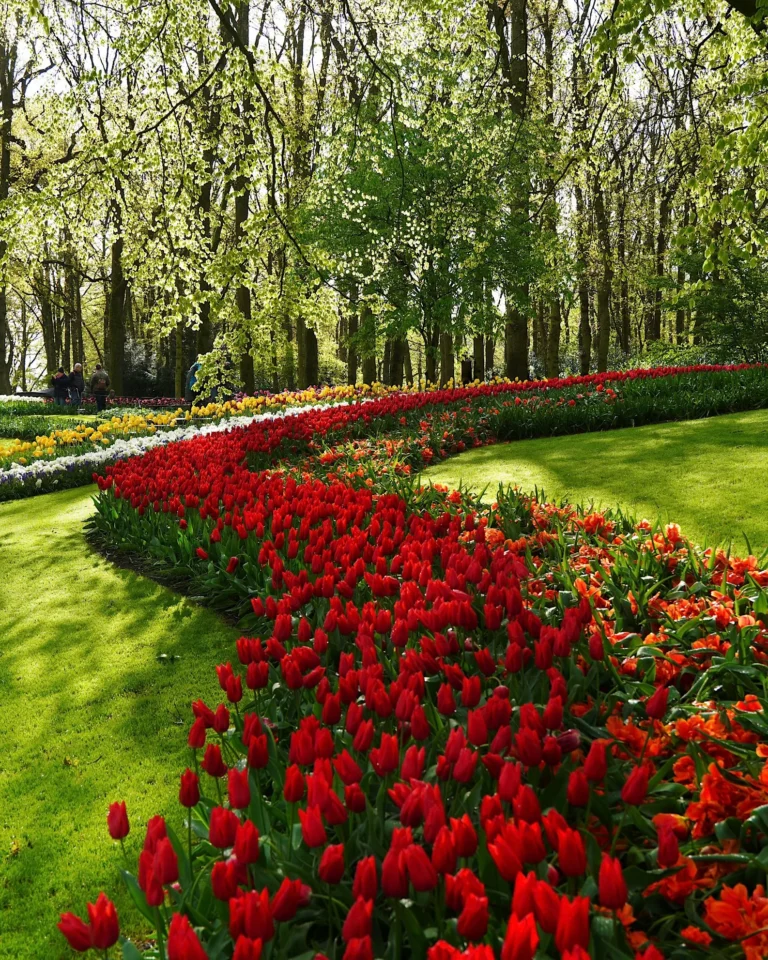 Geschwungene Formation roter Tulpen auf einer grünen Wiese unter Bäumen im Keukenhof.