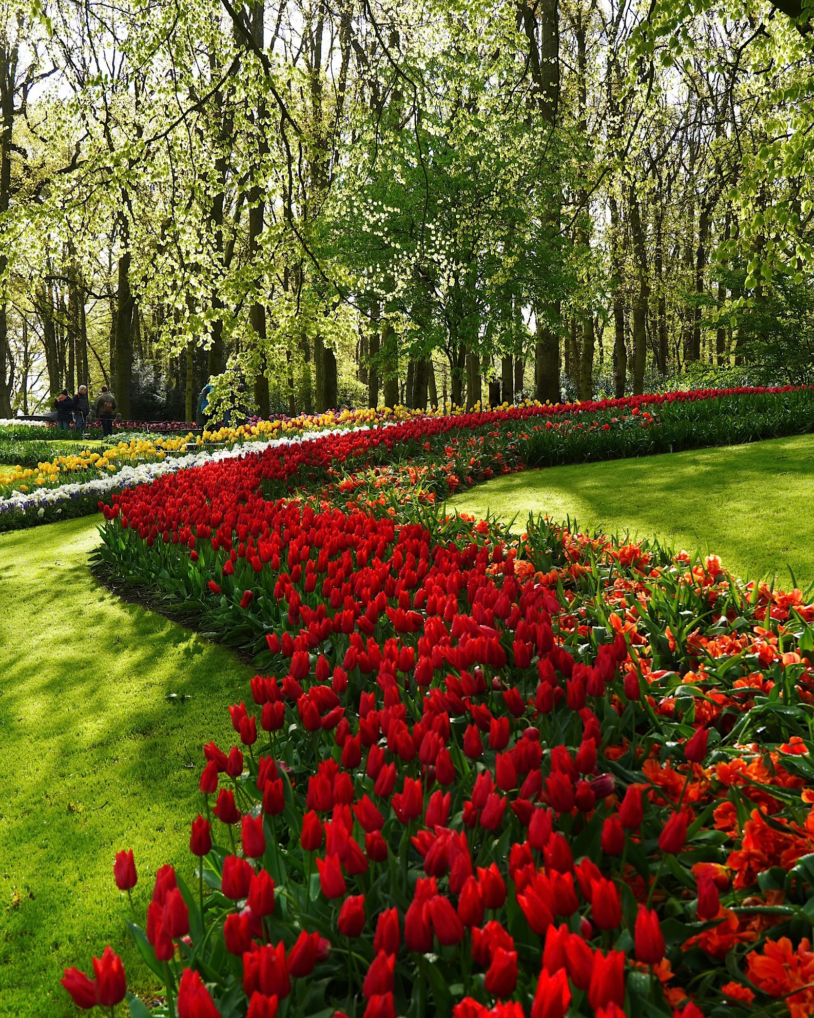 Curved formation of red tulips on a green lawn under trees at Keukenhof in Lisse.