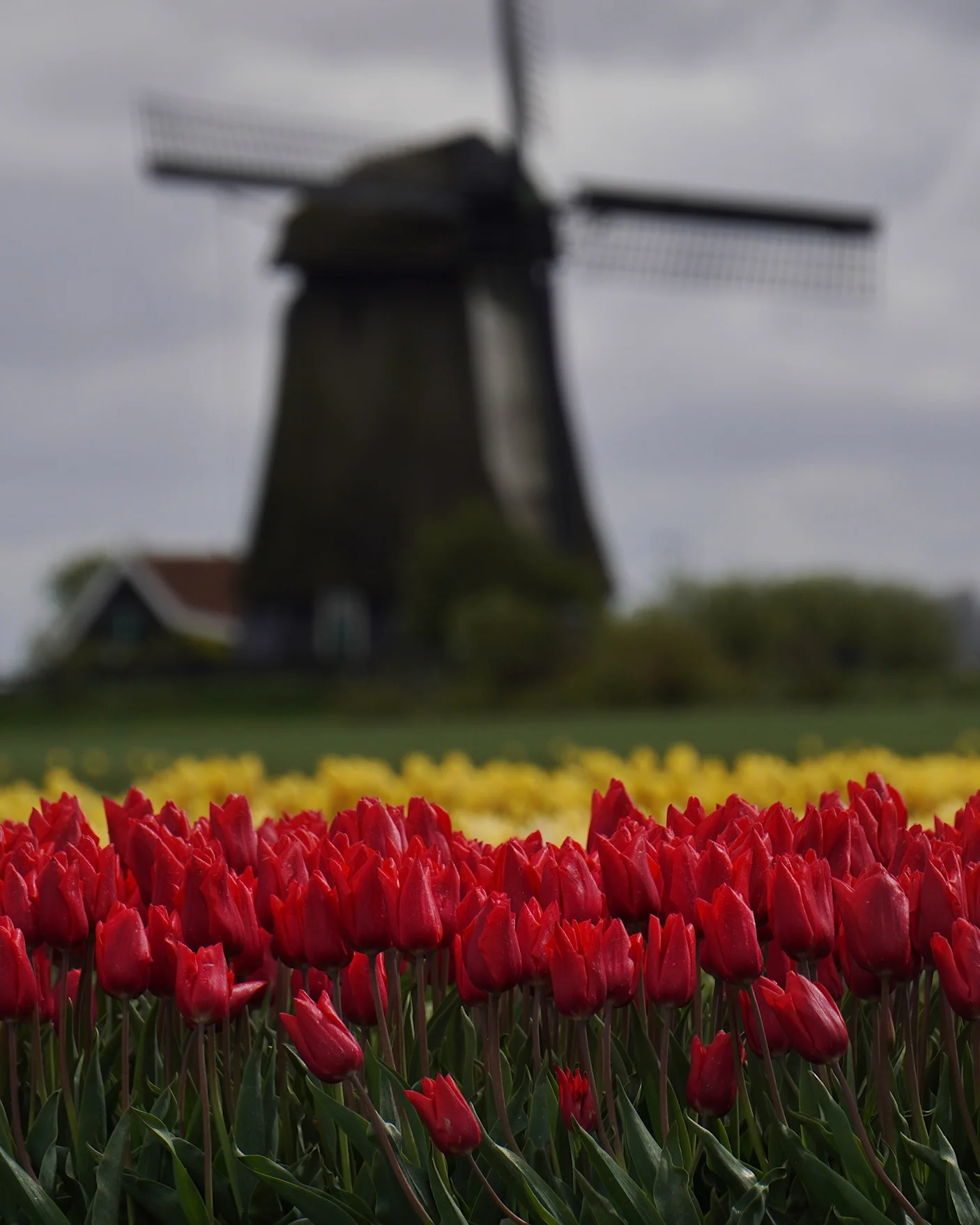 Red tulips in the foreground with a blurred windmill in the background.