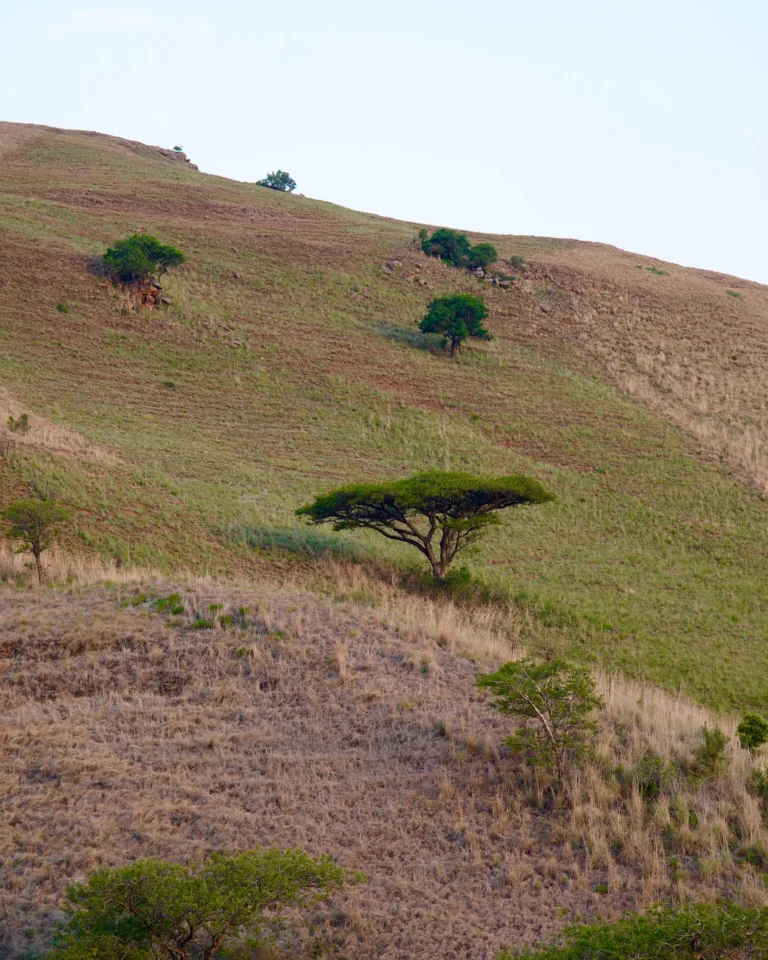 Typical African umbrella acacia trees standing on a green slope in the Drakensberg.