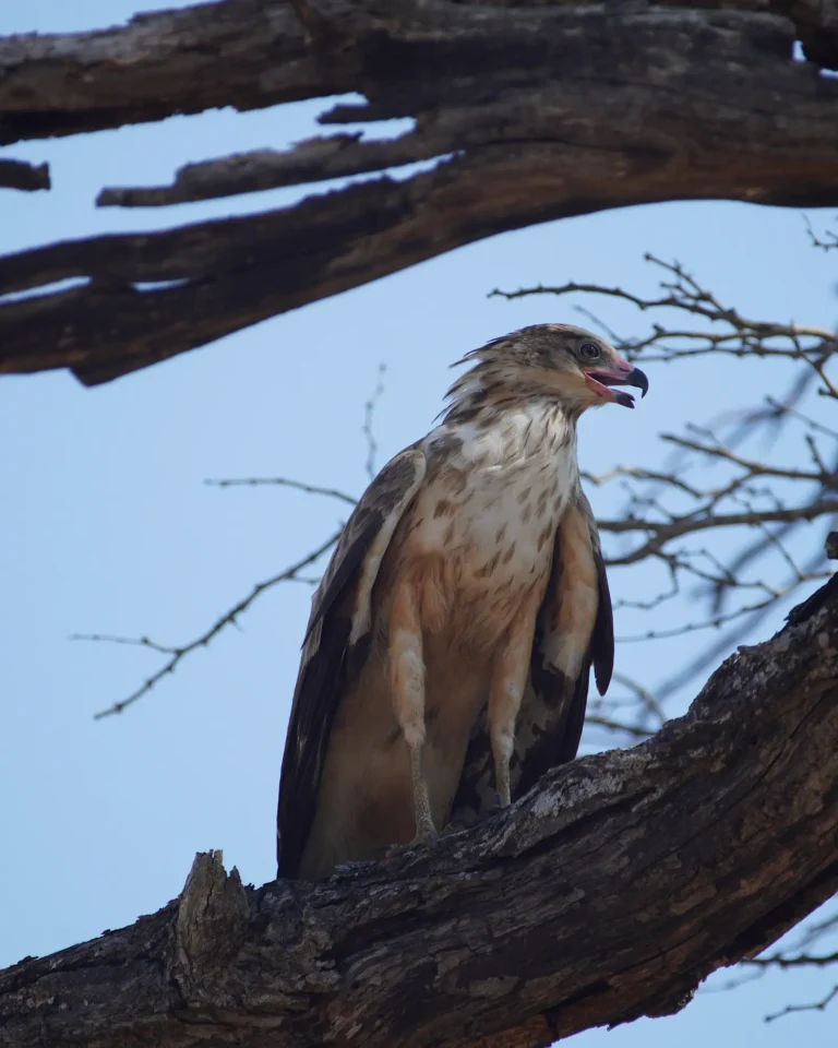 Close-up of a snake eagle on a tree in Kruger National Park.