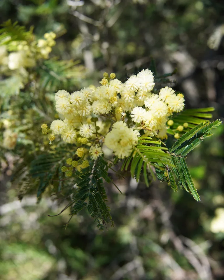 Blooming silver wattle tree along the Panorama Route in South Africa.