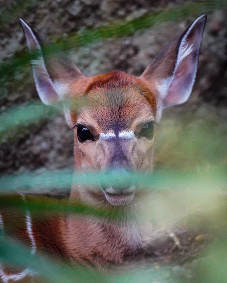 Close-up of a rare baby Sitatunga antelope at Mabula Game Lodge.