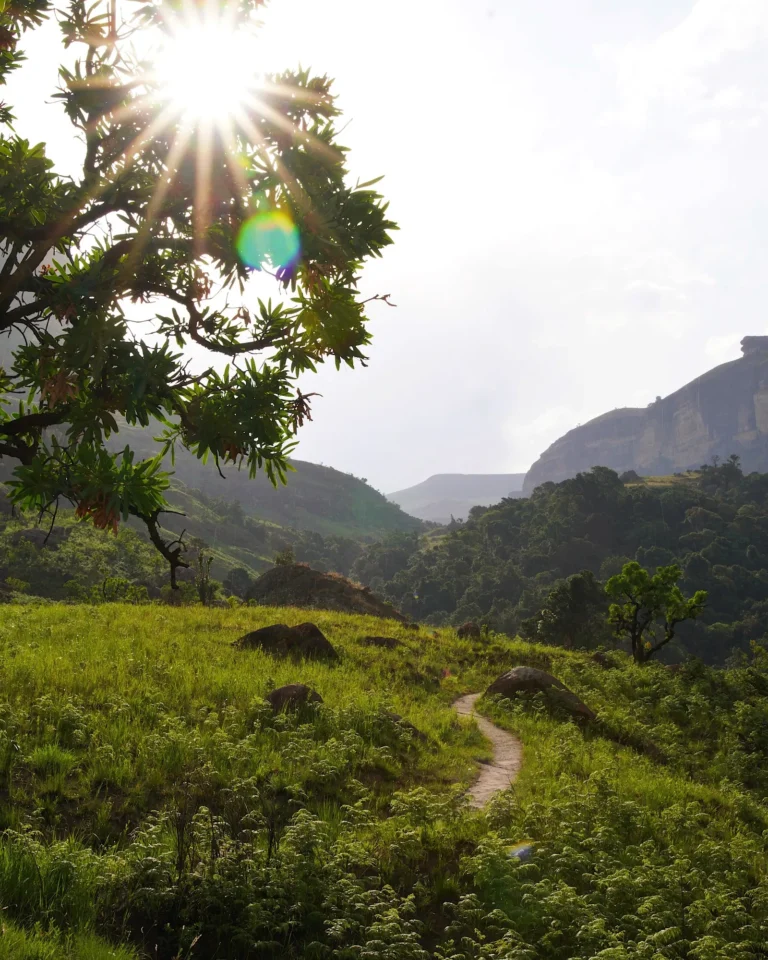 Sun rays shining as a sunstar through a blooming bottlebrush shrub during a hike.