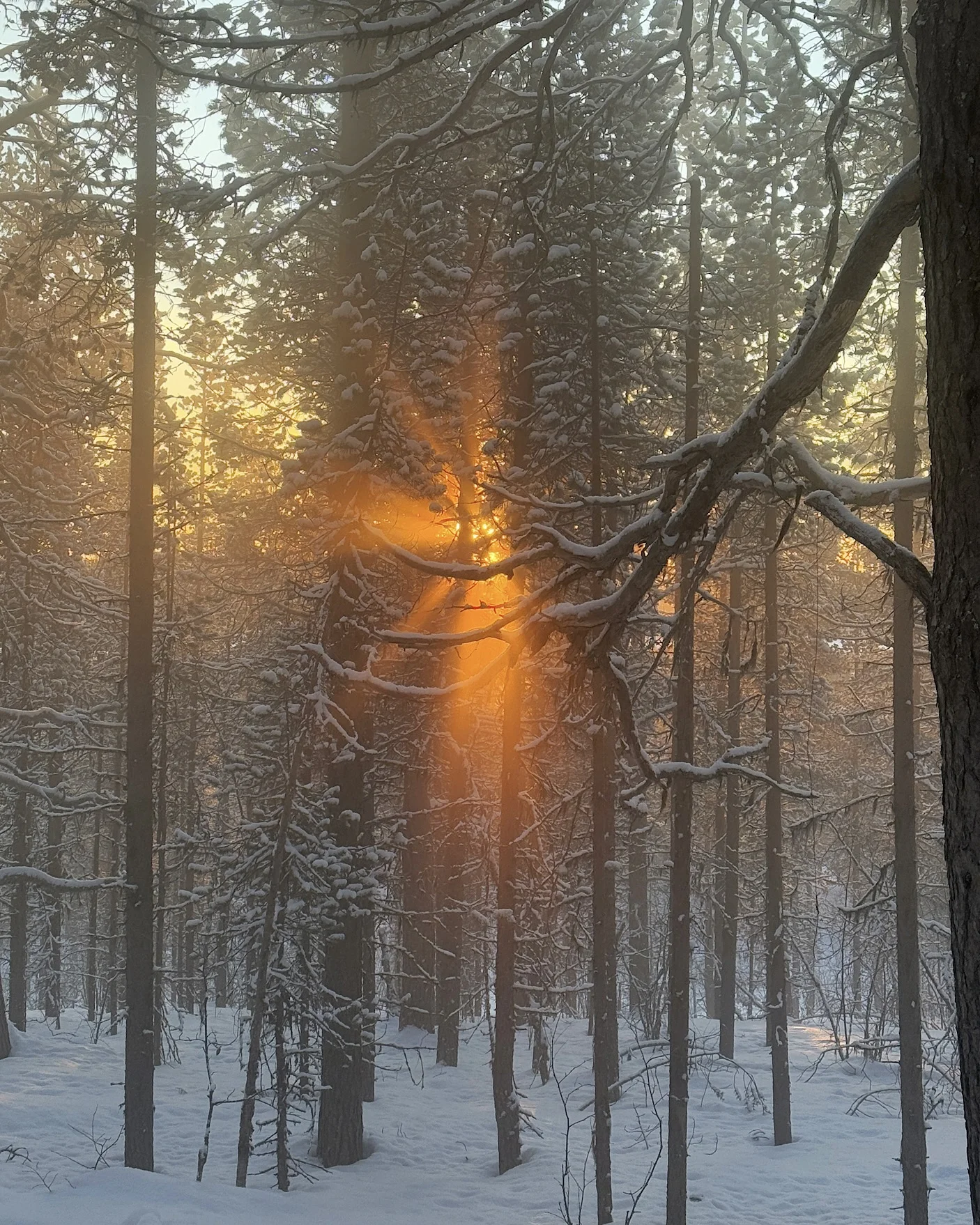 Goldene Sonnenstrahlen fallen durch die Bäume eines verschneiten Waldes in Lappland während der goldenen Stunde.
