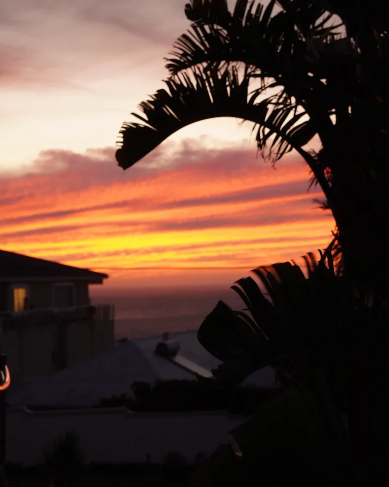 Close-up of a palm tree against a colorful Cape Town sunset.