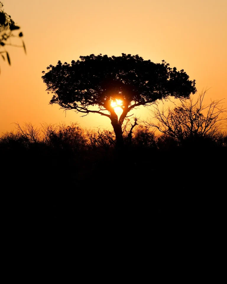 Sunset in Kruger National Park with the silhouette of a characteristic South African shrub.