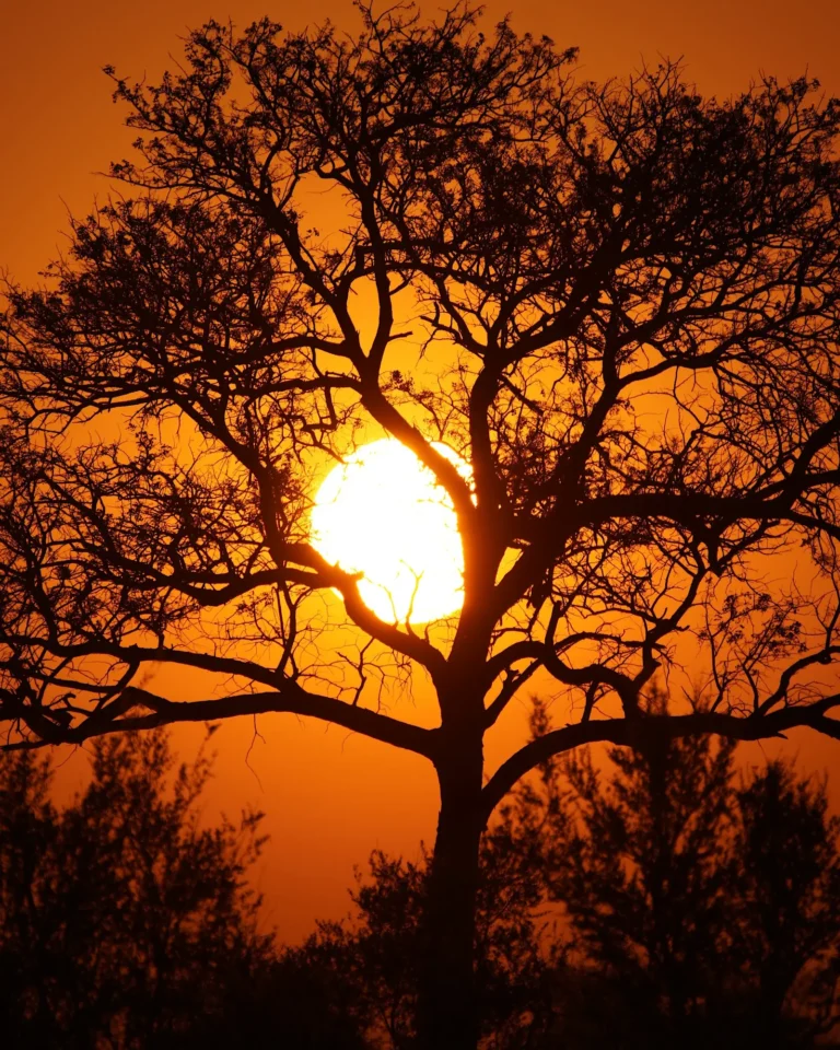 Sunset in Kruger Park with the sun as a round ball and a leafless tree in the foreground.