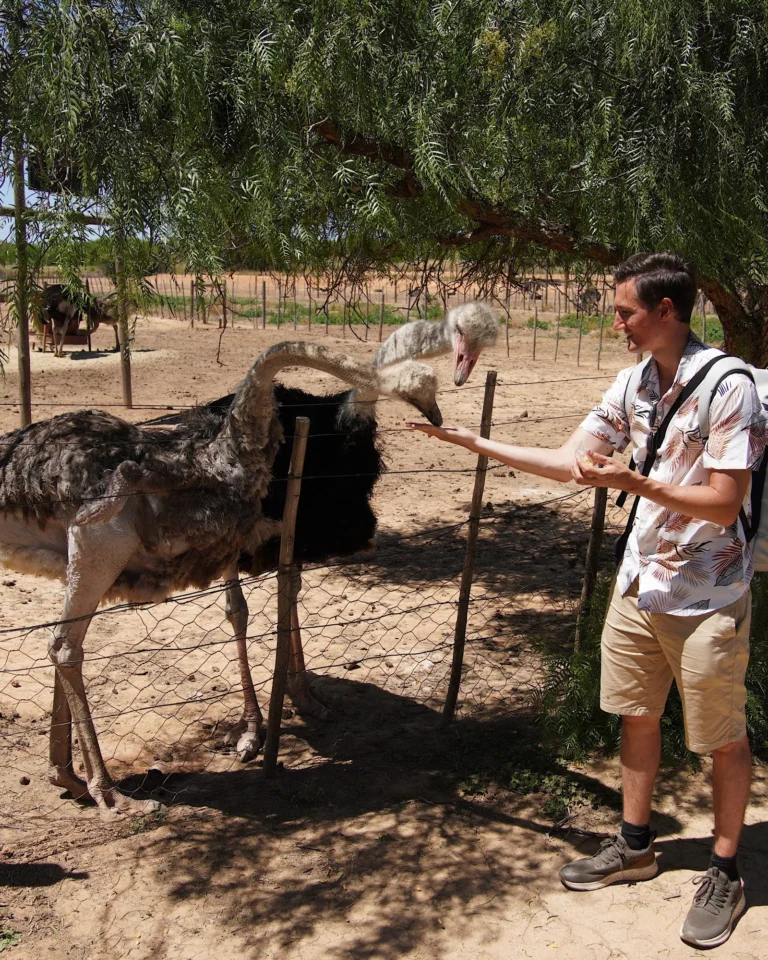 A young man feeding an ostrich by hand at Highgate Ostrich Farm in Oudtshoorn.