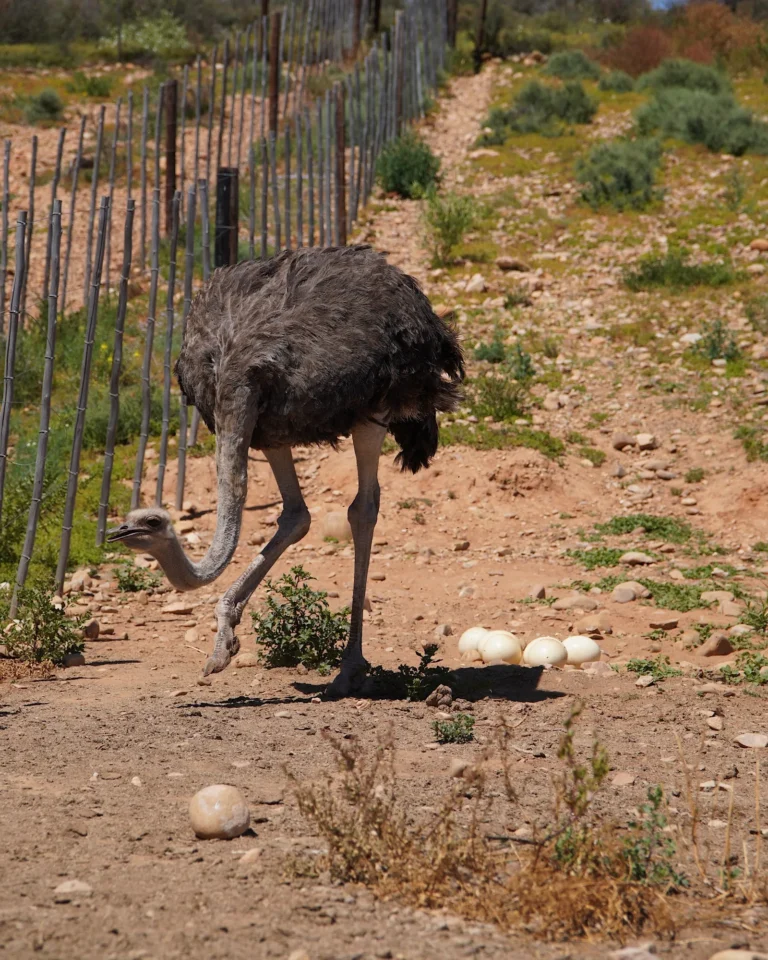 Ostrich in a pen at Highgate Ostrich Show Farm in Oudtshoorn with eggs on the ground.
