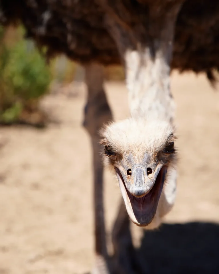 An ostrich at Highgate Ostrich Show Farm looking into the camera with its head down, appearing to smile.