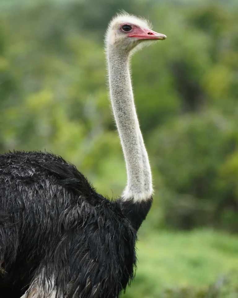 Side profile close-up of an ostrich in Addo Elephant National Park.