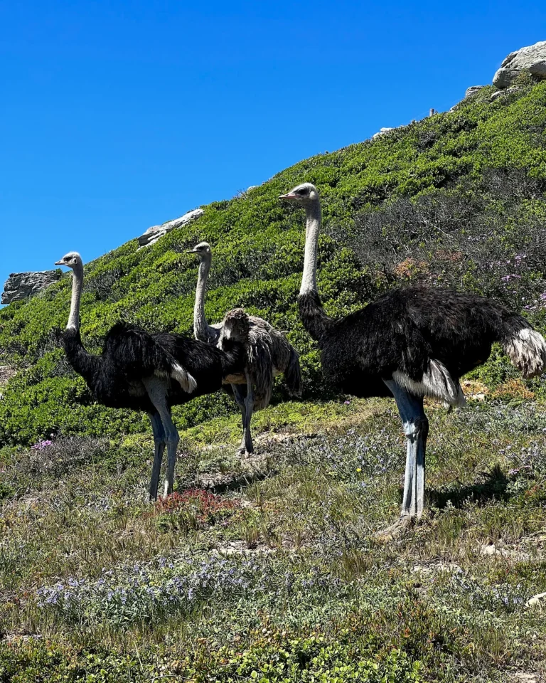 Three ostriches walking on a mountain path at the Cape of Good Hope, South Africa.